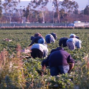 Εργάτες γης: Έρχεται τρίμηνη παράταση της διαδικασίας μετάκλησης