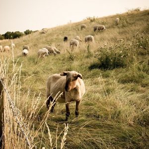 Ευλογιά προβάτων: Προληπτικοί ψεκασμοί στην περιφέρεια Β. Αιγαίου