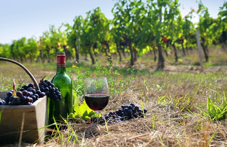 Αμπέλι: Χρονιά εξαιρετικής ποιότητας για τα κρασιά των Μεγάρων