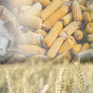 Μέση Ανατολή: Πώς ο πόλεμος ωθεί σε μια παγκόσμια επισιτιστική κρίση