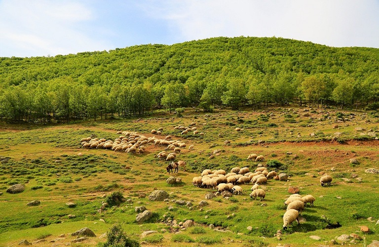 Πρόβατο: Το «Ορεινό Λήμνου» στο πρόγραμμα Διατήρησης Αυτόχθονων Φυλών
