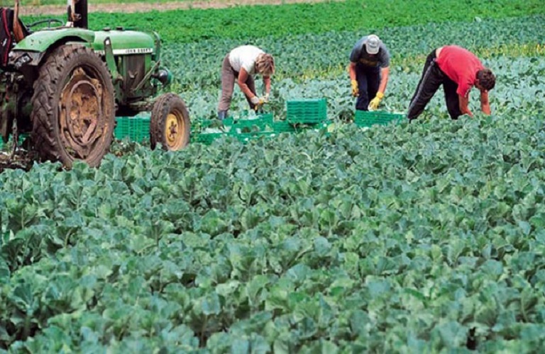 Greek fields have run out of farmhands