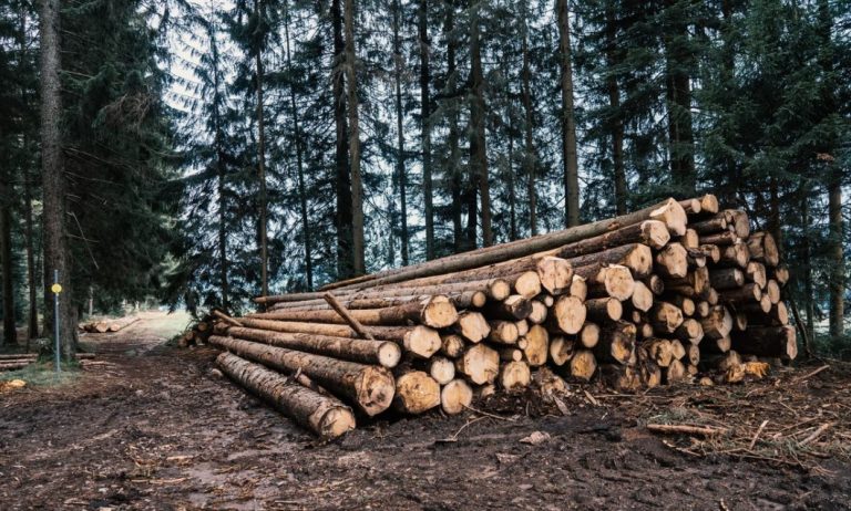 Greece bans exports of logging products until 1 March 2023