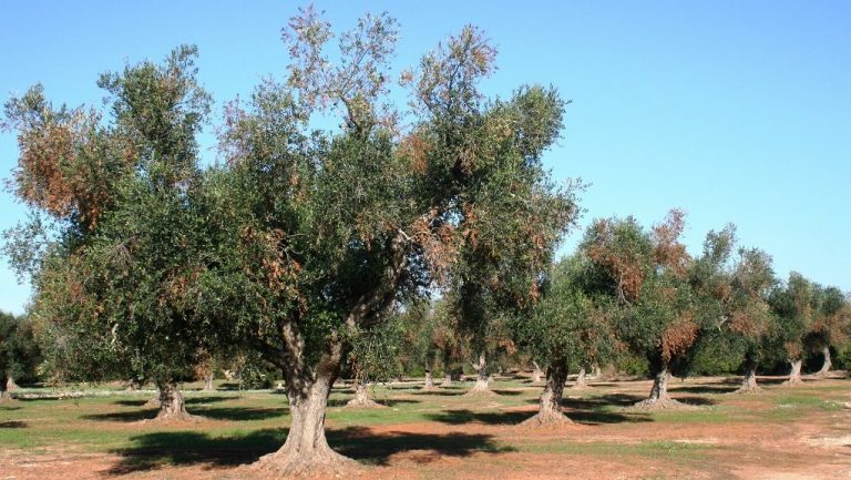 Έλληνες ελαιοπαραγωγοί: Χρυσή χρονιά η φετινή