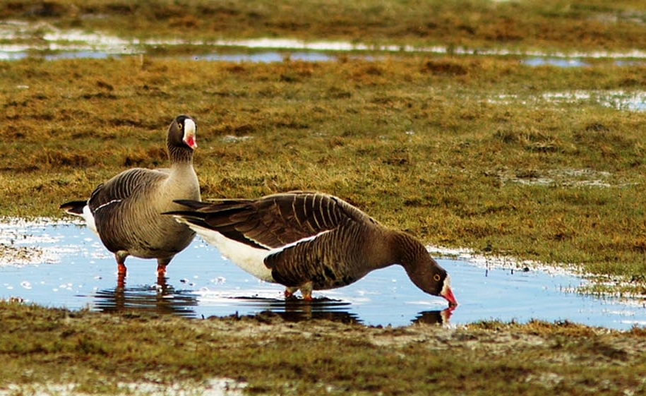 Lake Kerkini: Famous lesser white-fronted goose Mr Blue, from the Arctic, is wintering in Greece