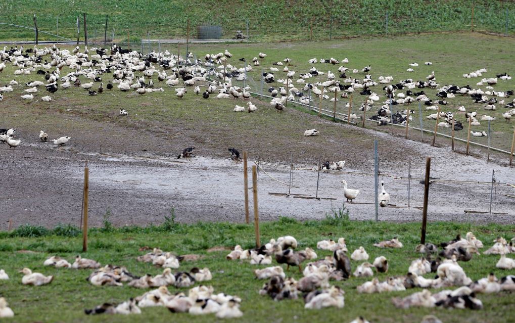Γρίπη των πτηνών: Η «πιο καταστροφική» στην Ευρώπη – Σφαγιάστηκαν 50 εκατ. πτηνά