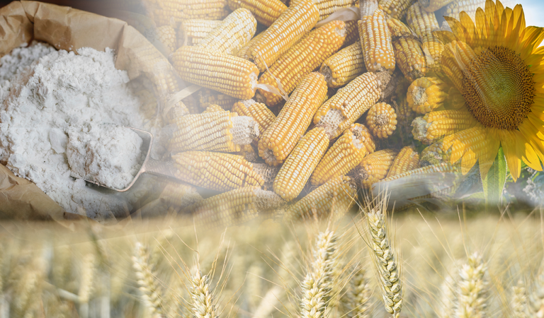 Ουκρανία: Μείωση 40% στη συγκομιδή σιτηρών το 2022 εξαιτίας της ρωσικής εισβολής