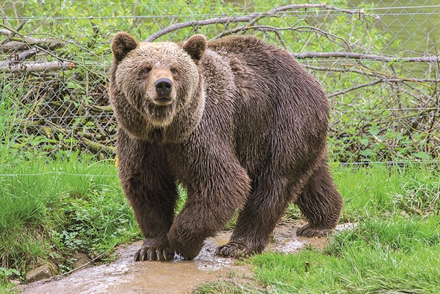 Climate change: Greek bears not hibernating due to warm winter