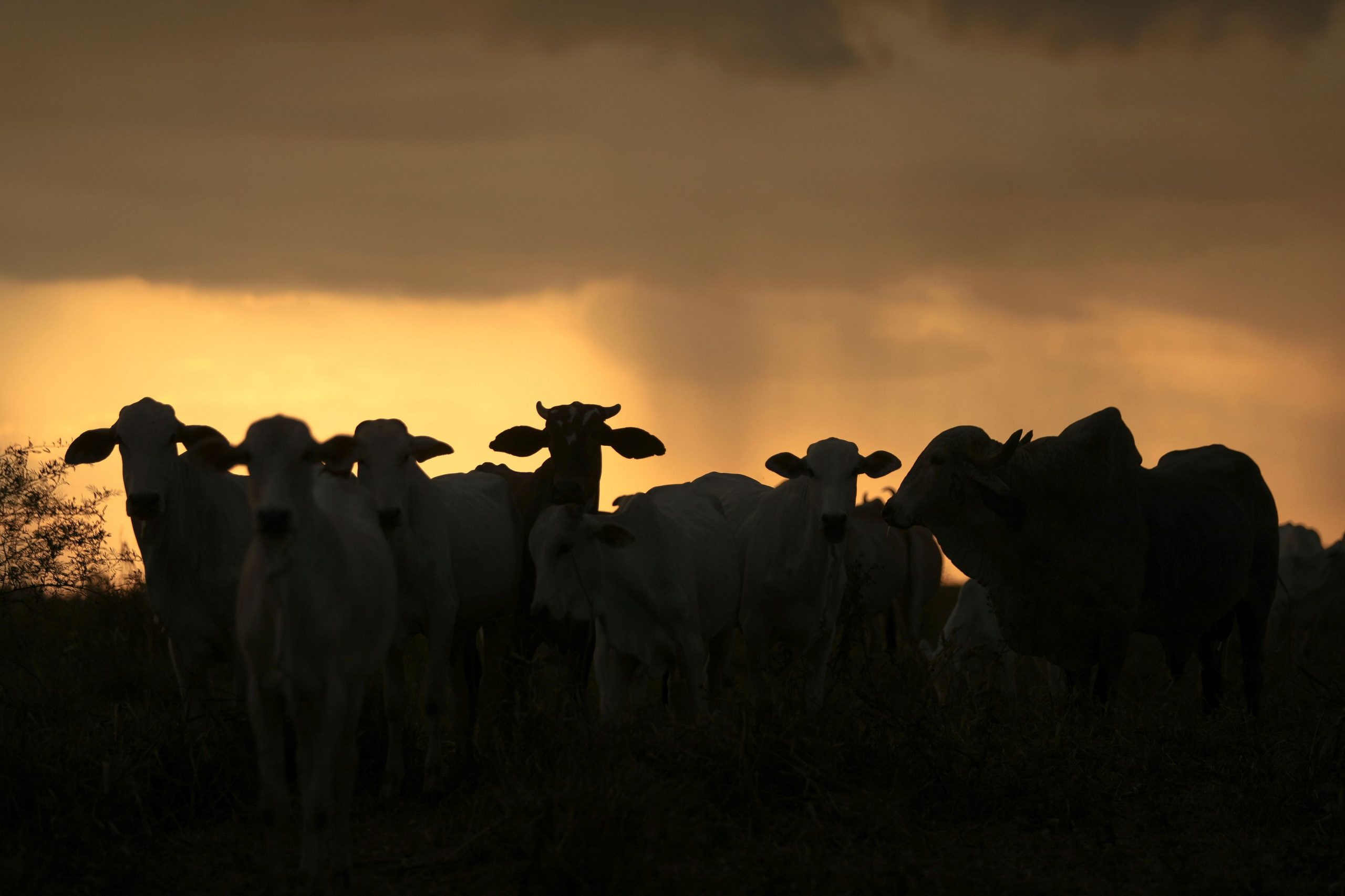 Κτηνοτροφία: Η ακρίβεια σε ζωοτροφές – ρεύμα ενίσχυσε την τάση εγκατάλειψης του επαγγέλματος