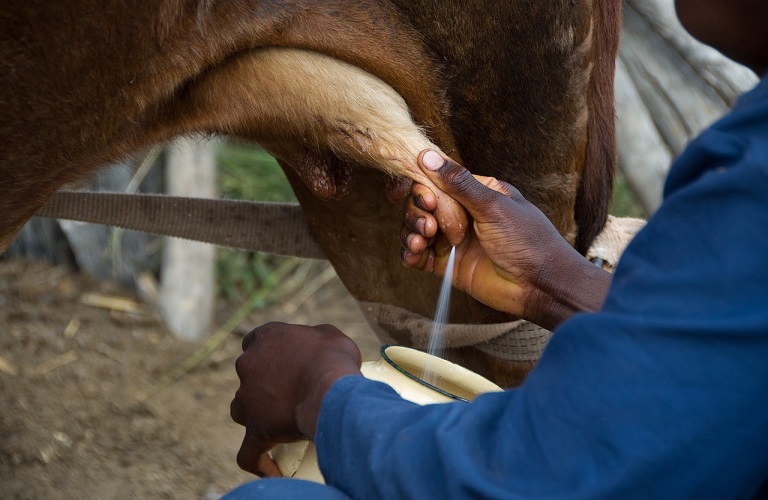 Greek livestock breeders: Pressures to reduce the price of cow’s milk