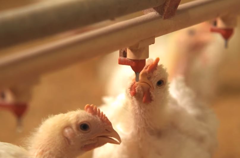 ΗΠΑ: Τα προβλήματα στα τρένα αφήνουν ατάιστα τα κοτόπουλα