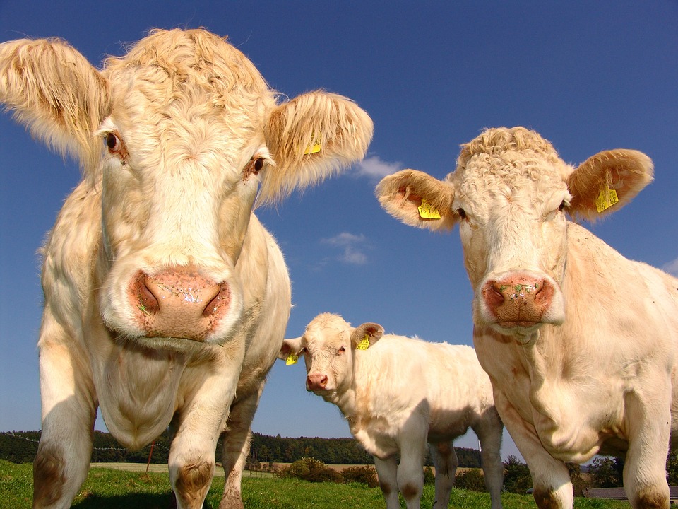 Μπιλ Γκέιτς: Η μεγάλη επένδυση στα αέρια που παράγουν οι αγελάδες