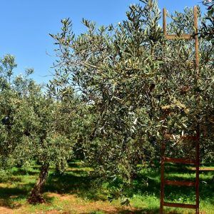 Tουρκία: Μετατρέπει τους ελαιώνες σε ανθρακωρυχεία