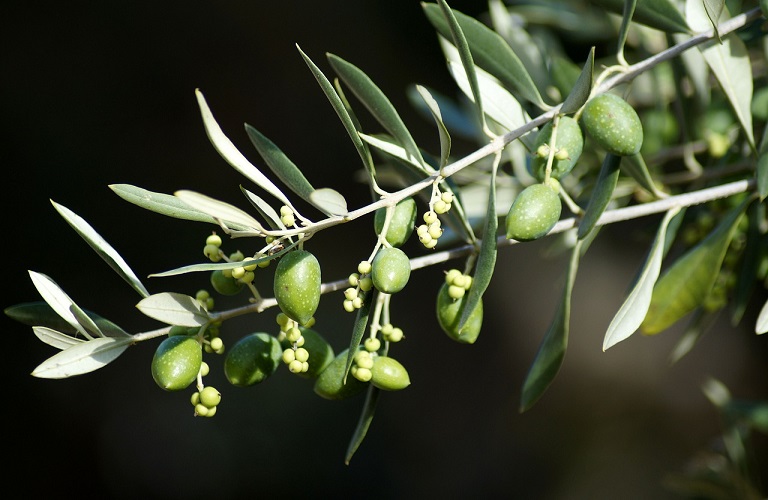 Χαλκιδική: Η έλλειψη εργατικών χεριών πήγε πίσω την συγκομιδή επιτραπέζιας ελιάς