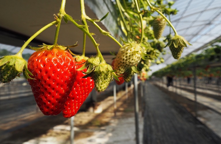 Greek fruit exports: Good tidings for Strawberry Season – Orange and Tangerine Recovery