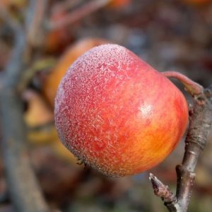 Ενισχύσεις: Με ειδική ρύθμιση η αποζημίωση σε κεράσια και μήλα για ζημιές την άνοιξη του 2025