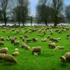 Ευλογιά προβάτων: Ξεπέρασαν τις 476 χιλιάδες οι θανατώσεις