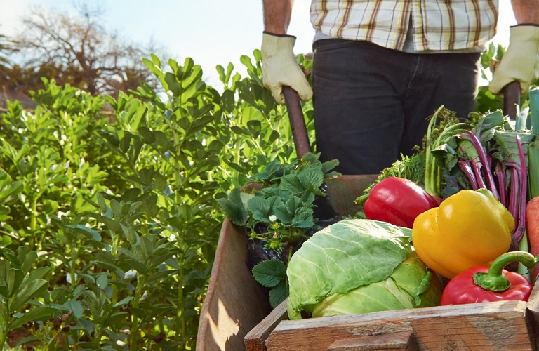 Wikifarmer: Αγρότες χωρίς μεσάζοντες – Νέος γύρος χρηματοδότησης