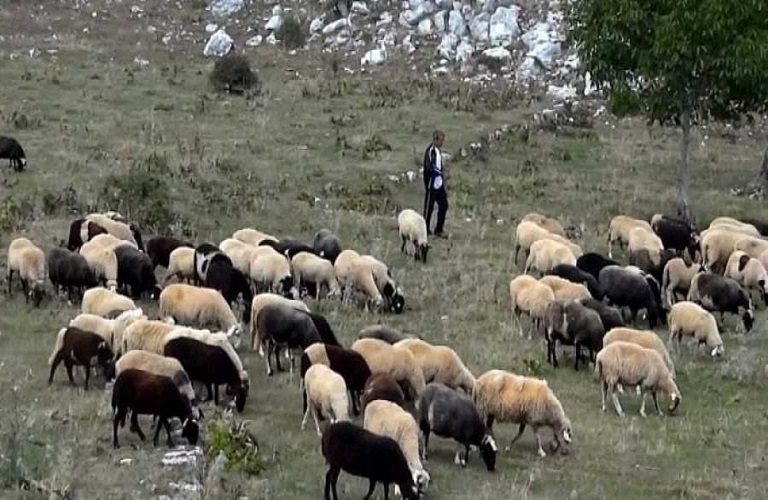 Σίμος Κεδίκογλου: Παρεμβάσεις για τον εκσυγχρονισμό του πρωτογενούς τομέα