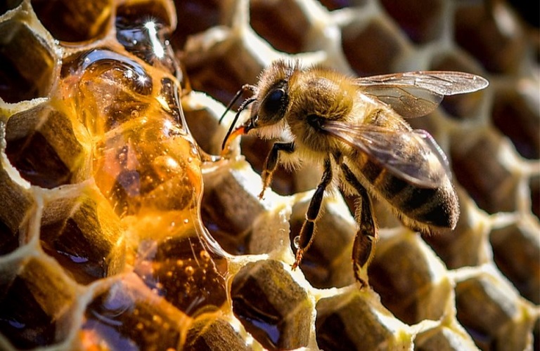 Beekeeping: What is the future of honey in Greece
