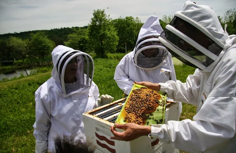 ΔΥΠΑ: Νέο πρόγραμμα κατάρτισης ανέργων στη μελισσοκομία