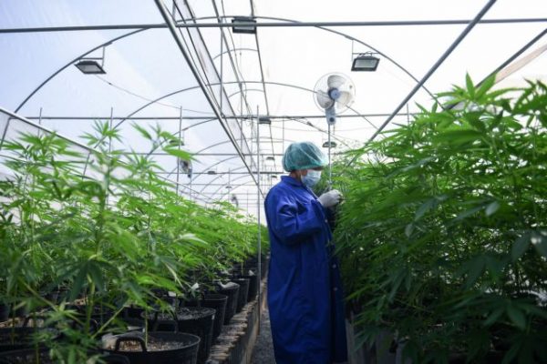 Ελβετία: Τη νομιμοποίηση της κατανάλωσης και της πώλησης κάνναβης ενέκρινε η κυβέρνηση