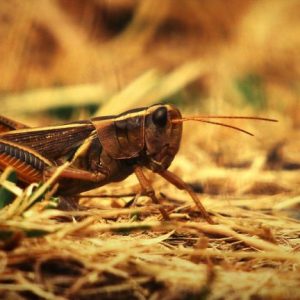 Βρώσιμα έντομα: Οι νέες θεωρίες συνωμοσίας σαρώνουν την Ευρώπη