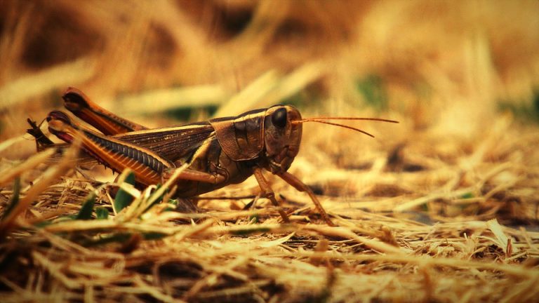 Βρώσιμα έντομα: Οι νέες θεωρίες συνωμοσίας σαρώνουν την Ευρώπη