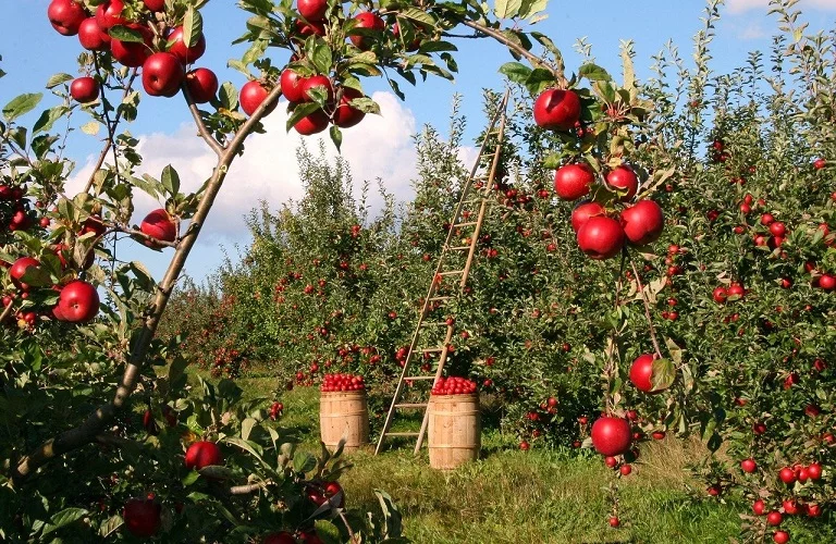 Μήλα: Ενίσχυση των παραδοσιακών καλλιεργητών της Αιγιάλειας και των Καλαβρύτων