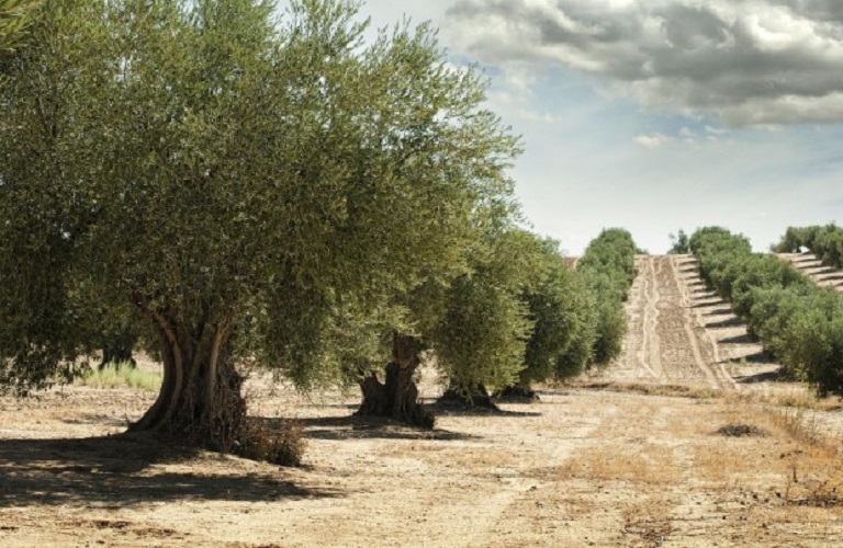 ελιά