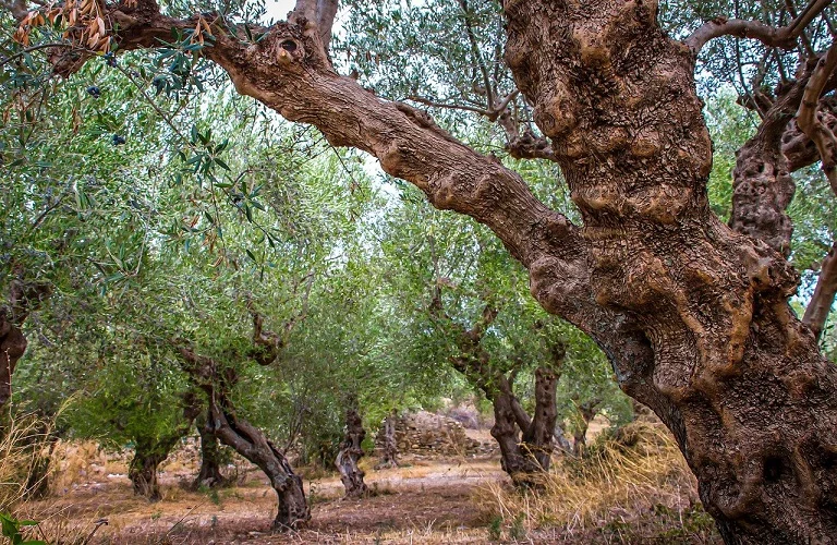 Ελιά: Διεθνές συνέδριο για τις σύγχρονες μορφές δακοπροστασίας