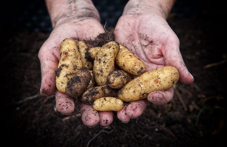 Καλαμάτα: Κινητοποίηση παραγωγών πατάτας για τις χαμηλές τιμές