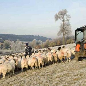 Ευλογιά προβάτων: 49 προσλήψεις σε κτηνιατρικές υπηρεσίες – Πότε ξεκινούν οι αιτήσεις