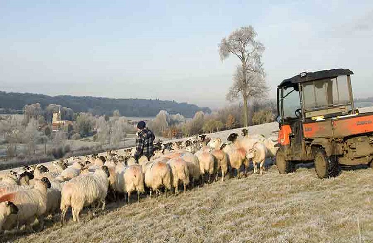 Κτηνοτρόφοι: Απαιτούν ελέγχους για τα εισαγόμενα αμνοερίφια