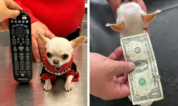 Γκίνες: Το μικρότερο σκυλάκι στον κόσμο είναι όσο ένα χαρτονόμισμα του ενός δολαρίου