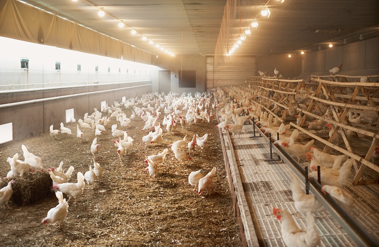 Πτηνοτροφία: Αλλαγές στην αδειοδότηση των εκμεταλλεύσεων