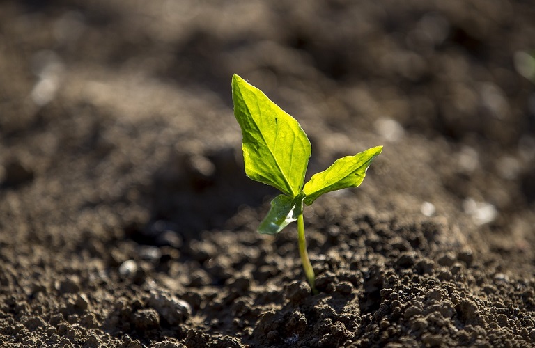 #PlantHealth4Life: Το πρόγραμμα του ΥΠΑΑΤ, της ΕΕ και της EFSA για την προστασία των φυτών