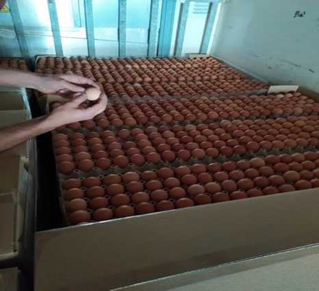 ΣΔΟΕ: Κατασχέθηκαν χιλιάδες «ελληνοποιημένα» αβγά από τη Βουλγαρία [εικόνες]