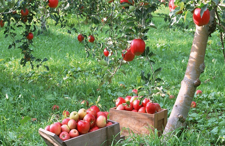 Νάουσα: Το «monitoring» έβγαλε εκτός πληρωμής μηλοπαραγωγούς