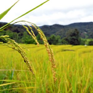 Κεντρική Μακεδονία: Καμπανάκι κινδύνου για την ρυζοκαλλιέργεια – Οι 3+3 προτάσεις από την Περιφέρεια