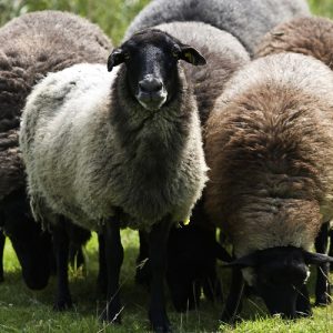 ΑΑΔΕ: Υποβολή παραστατικών συμμόρφωσης για τις αυτόχθονες φυλές