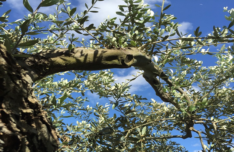 Γεωπονικό Πανεπιστήμιο: Προγράμματα κατάρτισης καλλιεργητών του Ελαιώνα της Άμφισσας