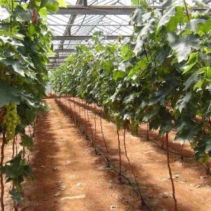 Αμπέλι: Στα 11,7 εκατ. ευρώ η αναδιάρθρωση – Όλοι οι δικαιούχοι