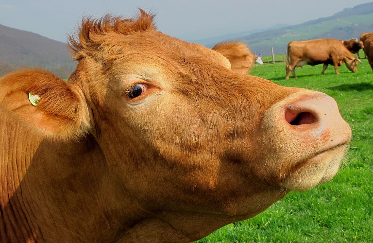 ΚΑΠ: Πώς θα δοθεί η συνδεδεμένη στον τομέα του βόειου κρέατος – Όλες οι λεπτομέρειες