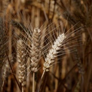 Κίνα: Έντονες βροχοπτώσεις καταστρέφουν τις καλλιέργειες σιταριού