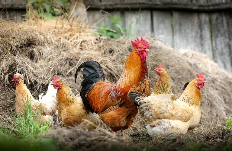Πτηνοτροφία: Η ακτινογραφία των εκτροφών πουλερικών κρεατοπαραγωγής