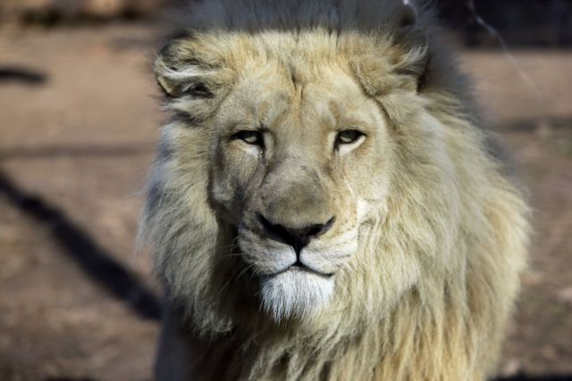 Αφρική: Μασάι σκότωσαν το γηραιότερο λιοντάρι της Κένυας