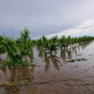 Πέλλα: Καταστράφηκαν 15.000 στρέμματα με φρούτα πριν τη συγκομιδή