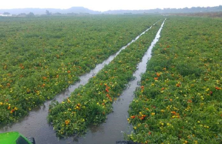 Αγρότες: Ζητούν αποζημιώσεις για ζημιές από τις βροχοπτώσεις