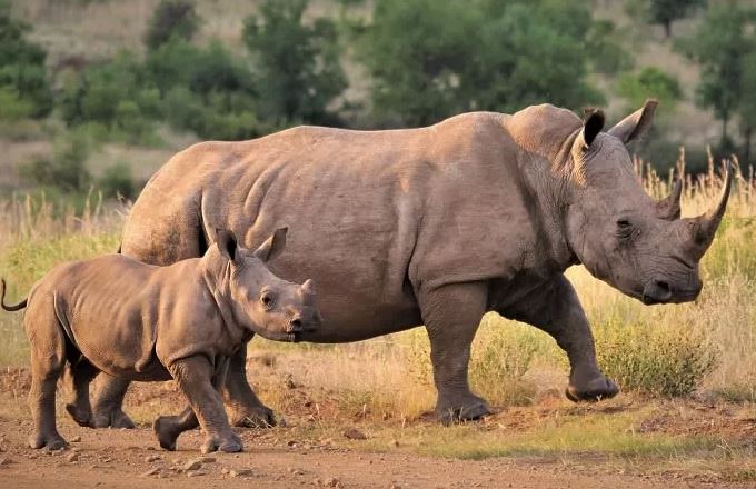 Νότια Αφρική: Η αποτυχία μιας δημοπρασίας θέτει σε κίνδυνο το 1/8 των λευκών ρινόκερων